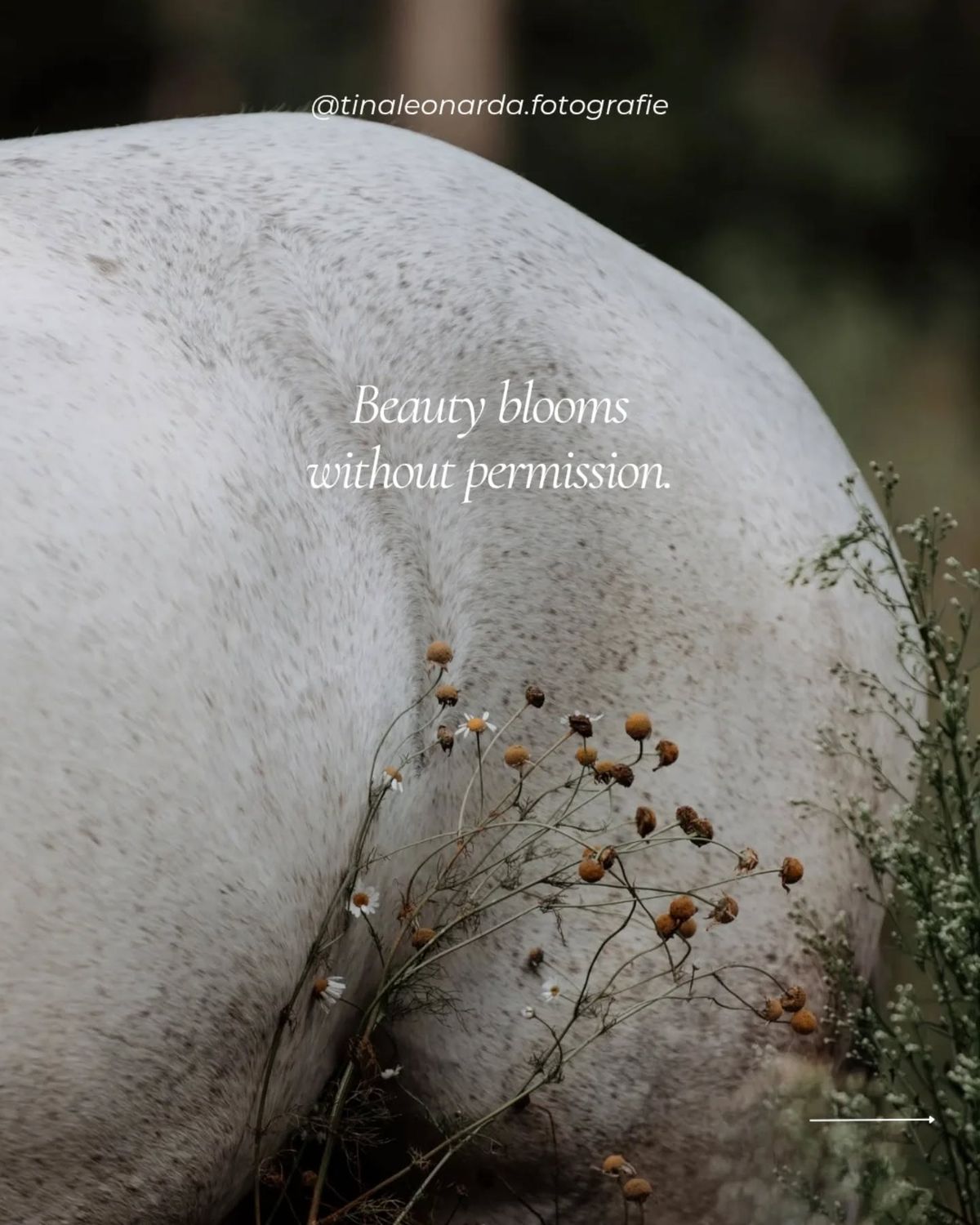 A horse's coat at close range