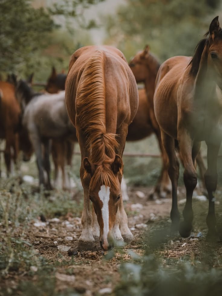 A herd of horses standing together